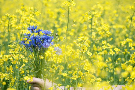 Female hand holding bluebottles against rape fieldの写真素材