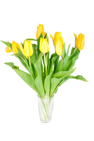 Yellow tulip flowers in a glass isolated on whiteの写真素材