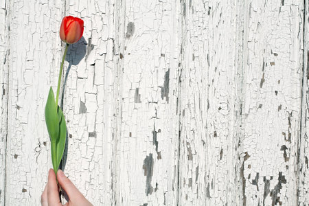 Female hand holding tulip against peeling wooden backgroundの写真素材