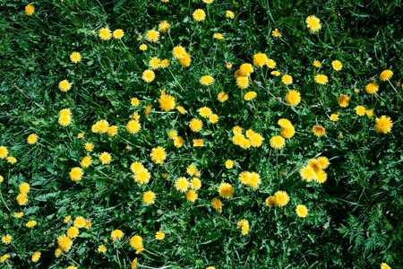 Summer field of dandelions, view from topの写真素材