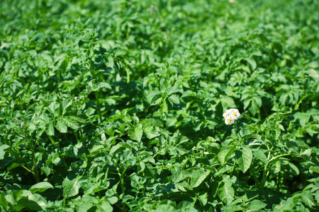 Blossom of potato flowers in the field  の写真素材