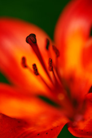 Closeup shot of a tiger lily - Lilium tigrinum - with low dofの写真素材