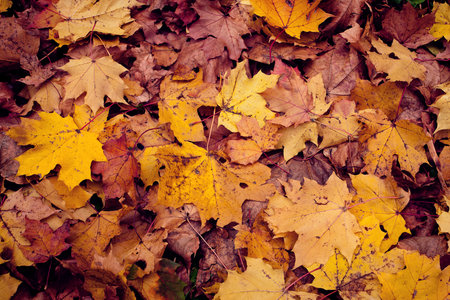 Colorful background of autumn leaves  