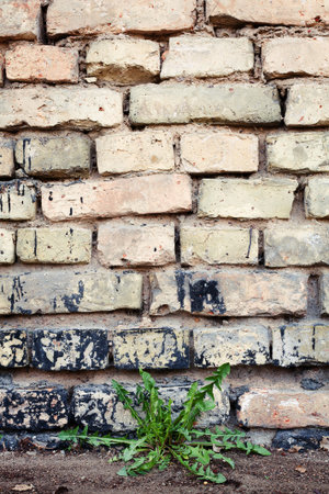 Old brick wall and dandelionの写真素材