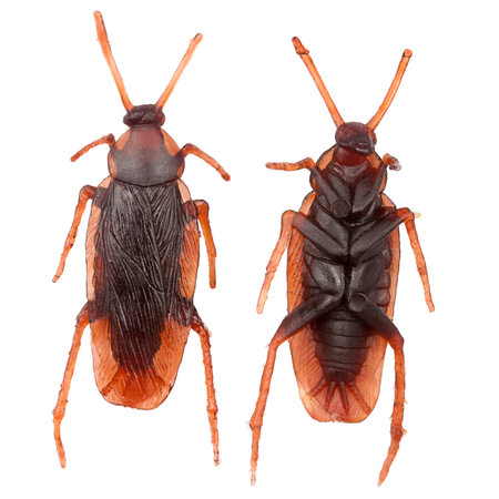 Both sides of fake rubber cockroach isolated on white backgroundの写真素材