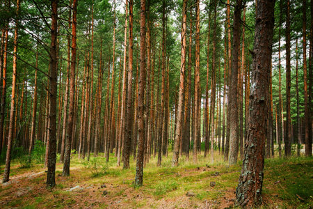 Summer pine forest in the late afternoon