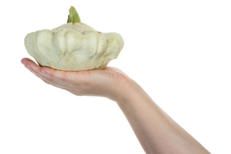 Hand holding organic pattypan squash isolated on whiteの写真素材