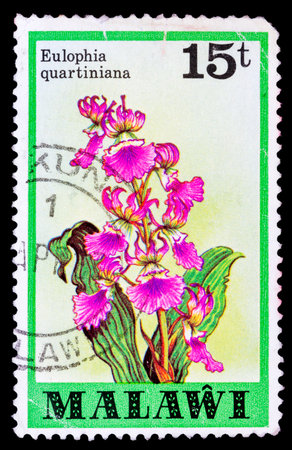 MALAWI - CIRCA 1979: a stamp printed in Malawi shows image of the Eulophia quartiniana flower, circa 1979の写真素材