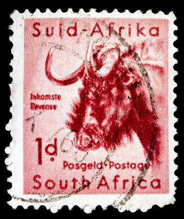 SOUTH AFRICA - CIRCA 1949  A stamp printed in South Africa shows image of a bull, circa 1949 のeditorial素材