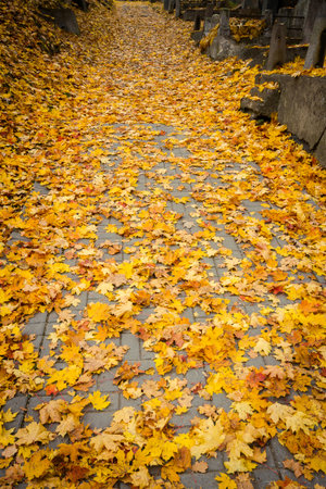 Fall leaves on Path through cemetery in autumn 
