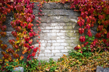 Natural ivy frame on an old brick wallの写真素材