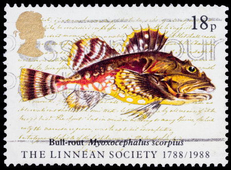 GREAT BRITAIN - CIRCA 1988: a stamp printed in the Great Britain shows Bull-rout Fish, Myoxocephalus...