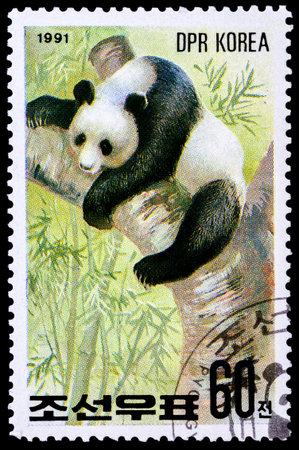NORTH KOREA - CIRCA 1991: A stamp printed in North Korea shows image of Panda in a natural habitat, circa 1991の写真素材