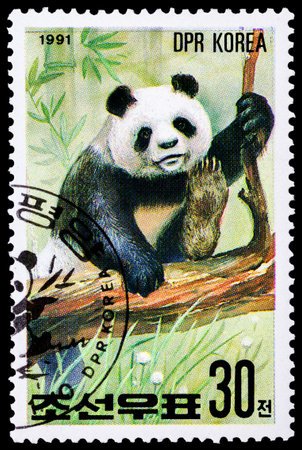 NORTH KOREA - CIRCA 1991: A stamp printed in North Korea shows image of Panda in a natural habitat, circa 1991のeditorial素材