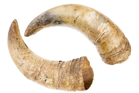 Two old horns of a cow isolated on a white backgroundの写真素材