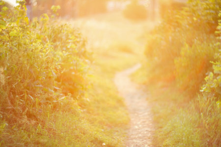 De focused path on sunset, natural bokeh backgroundの写真素材
