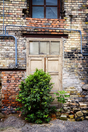 Old door of an abandoned house and a bush growing on entranceの写真素材