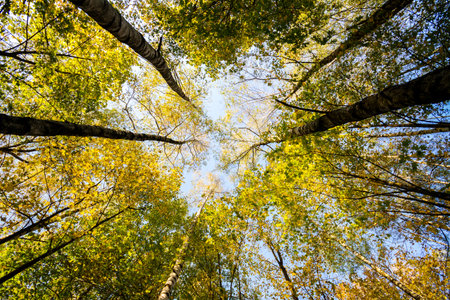 Autumn trees with yellowing leaves against blue sky