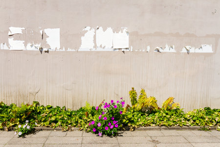 Aged weathered street with teared off posters, flowers and ferns