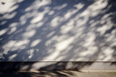 Tree branches shadows on the plaster wall