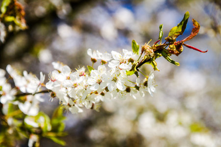 Beautiful spring blossoming plum tree with low dofの写真素材