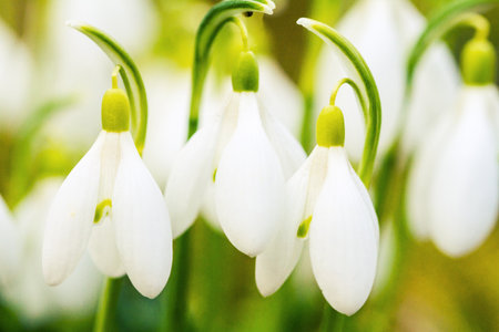 Closeup shot of fresh common snowdrops (Galanthus nivalis) blooming in the sunny day. Wild flowers field.の写真素材