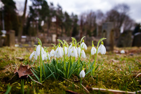 Closeup shot of fresh common snowdrops (Galanthus nivalis) blooming in the spring. Wild flowers...