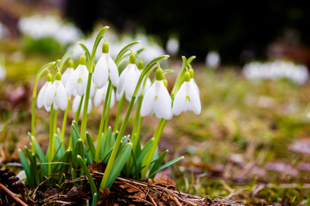Closeup shot of fresh common snowdrops (Galanthus nivalis) blooming in the spring. Wild flowers field.の写真素材
