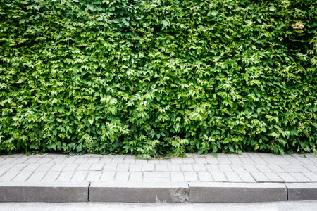 Green plant hedge with a sidewalk backgroundの写真素材