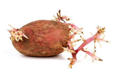 Old germinated pink potato isolated on white background. Big sproutsの写真素材