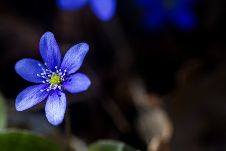 First fresh blue violets in the forest. Blue spring wildflowers liverwort, Hepatica nobilis.の写真素材