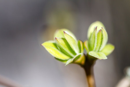 First spring buds on lilac bush in spring timeの写真素材