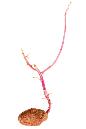 Old germinated pink potato isolated on white background. Big sproutsの写真素材