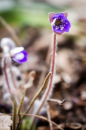 First fresh blue violets in the forest. Blue spring wildflowers liverwort, Hepatica nobilis.