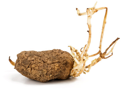 Old germinated yellow potato isolated on white background. Big sproutsの写真素材