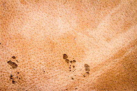 Genuine brown leather texture background. Abstract vintage natural cow skin backdrop. Wrong side of leather.の写真素材