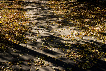 Orange autumn leaves and tree shadows on sidewalk. Abstract autumn background