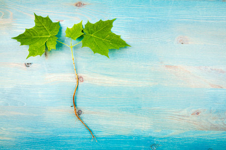 Young maple tree with roots on blue wooden backgroundの写真素材