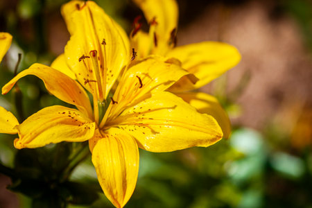 Beautiful yellow lilly flower outdoors with stamens and buds. Garden flower blooming.