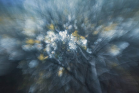 Defocused beautiful spring blossoming plum tree. Abstract bokeh background.の写真素材