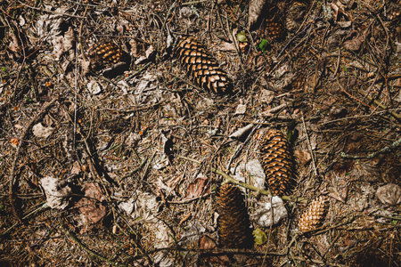 Natural pine forest ground with some leaves, twigs and cones. Forest soil texture background