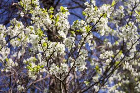 Beautiful spring blossoming plum tree with low dof