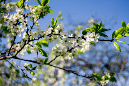 Beautiful spring blossoming plum tree with low dof