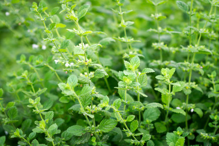 Close up of beautiful fresh mint growing in the gardenの写真素材