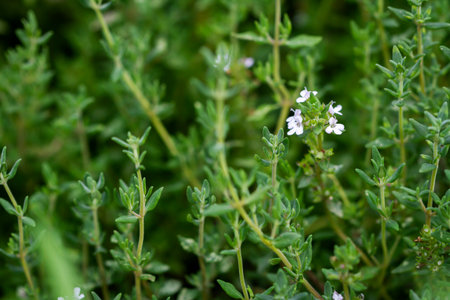 Fresh thyme herbs -thymus vulgaris - growing in gardenの写真素材
