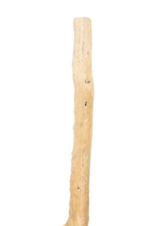 Part of driftwood isolated on white background.の写真素材