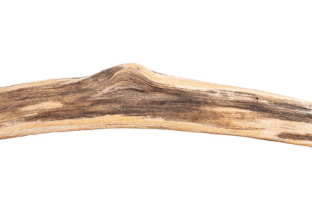 Part of driftwood isolated on white background.の写真素材