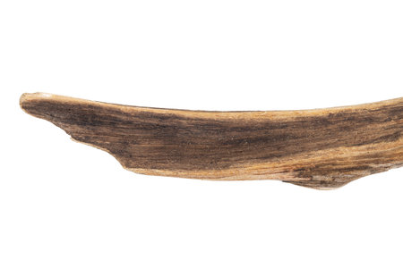 Part of driftwood isolated on white background.の写真素材