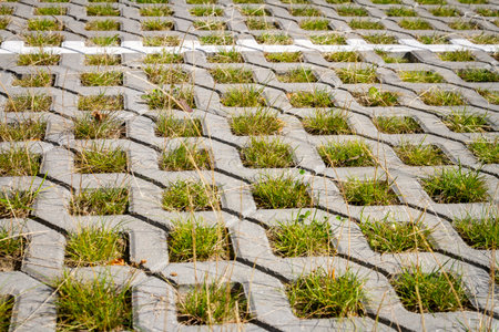 Green grass between the sidewalk square tiles. Grass and cement pavement. Eco parking texture background.の写真素材