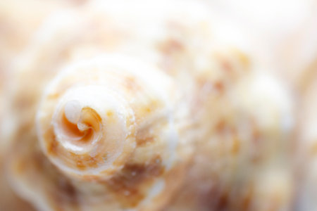 Macro close up of sea shell. Selective focus, shallow depth of field.の写真素材